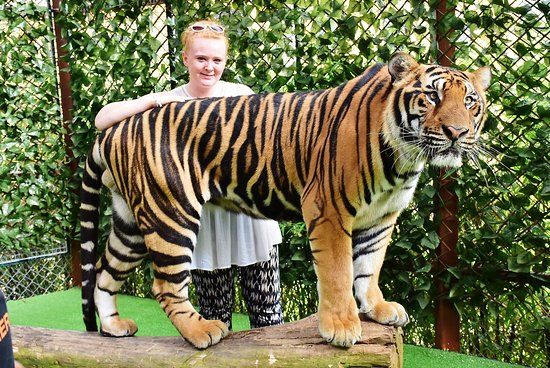 Giardino Zoologico Tiger Kingdom di Phuket